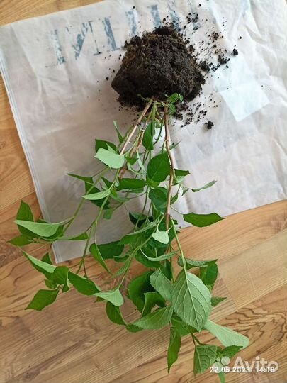 Красавица Аннабель