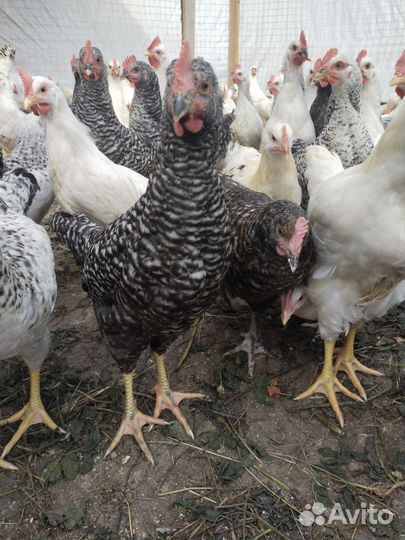 Петушки доминант, подрощенные индюки