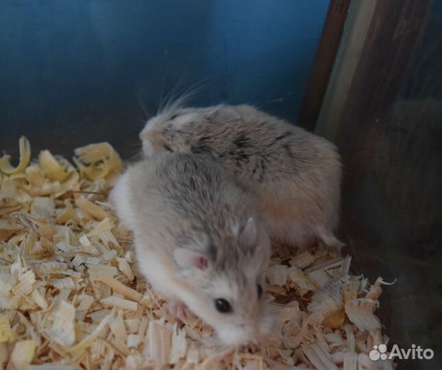 Хомяк роборовского
