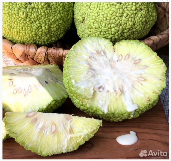 Адамово яблоко Маклюра