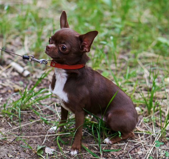 Вязка с чихуахуа-чемпионом выставок