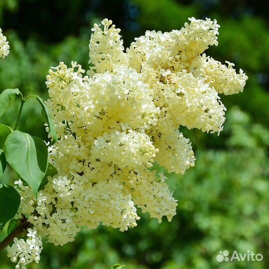 Сирень желтая прим роуз