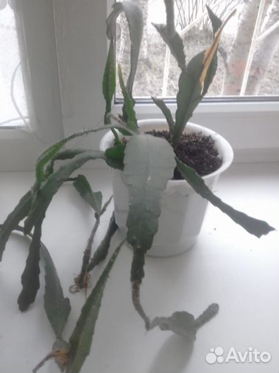 Комнатные растения цветы