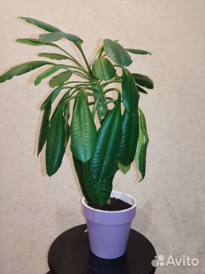 Комнатный цветок