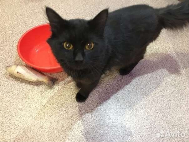 Молодой котик в добрые руки