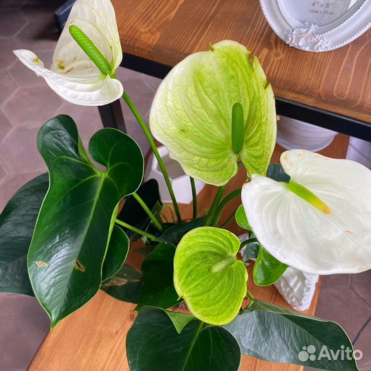 Антуриум Альпайн