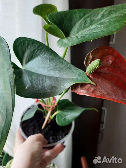 Антуриум Ред Чемпион