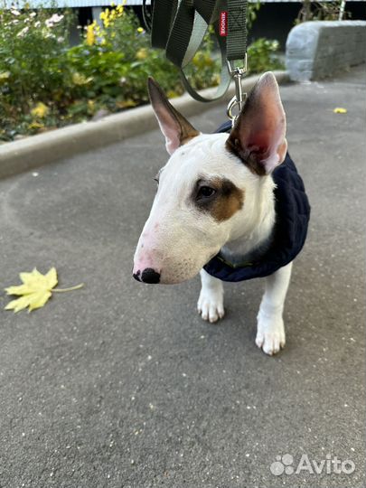 Стандартный бультерьер