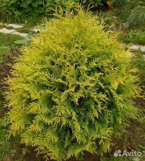 Продам тую Голден Глоб