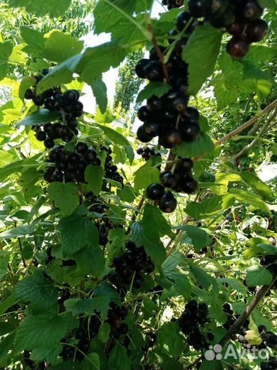 Смородина, бесшипный крыжовник