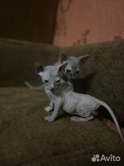 Донской сфинкс