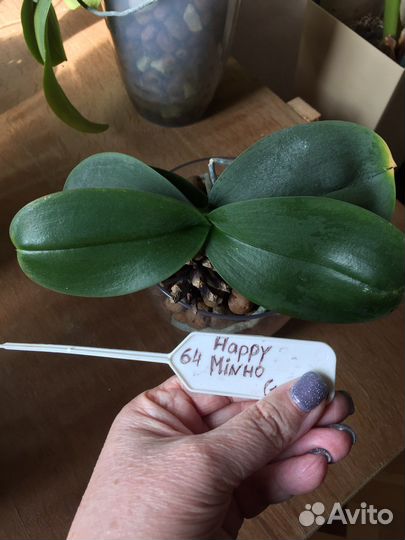 Фаленопсисы