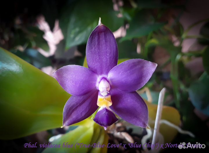 Орхидея Phal. Palace Reef, LD Gigan Sun и другие