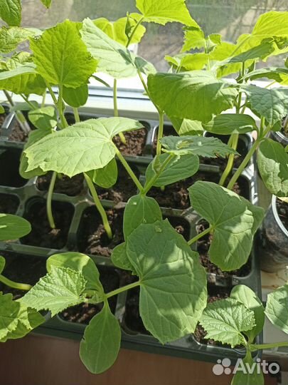 Рассада огурцов