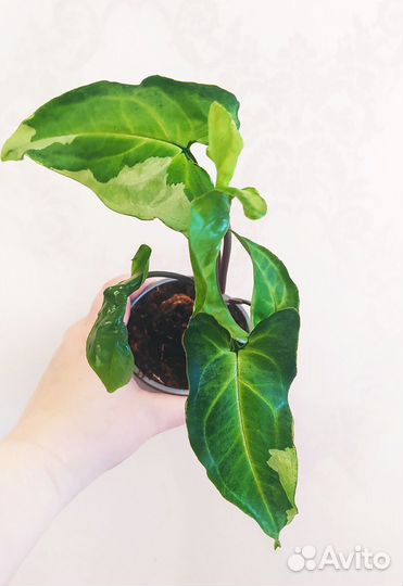 Сингониумы сортовые