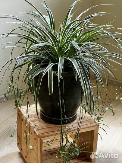 Хлорофитум вариегатум