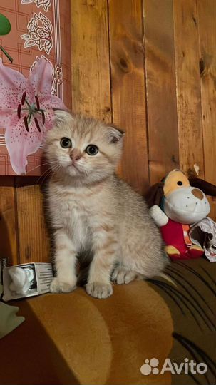 Шотландский Котей