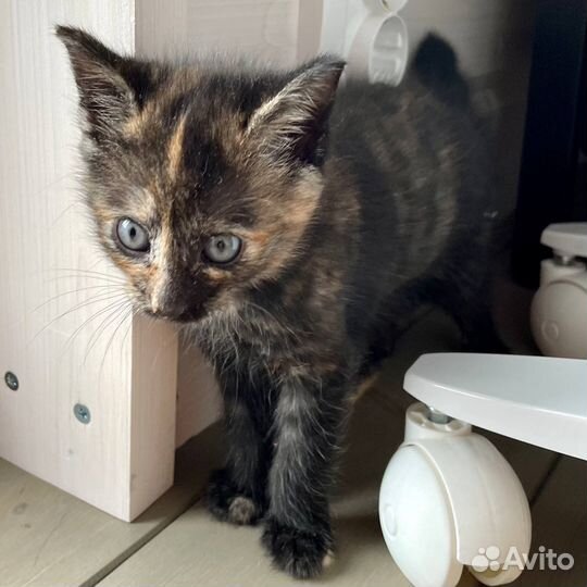 Котята от кошки крысоловки