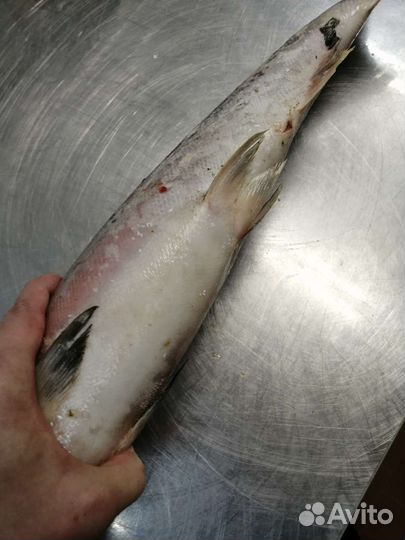 Свежая рыба Кета 2023г