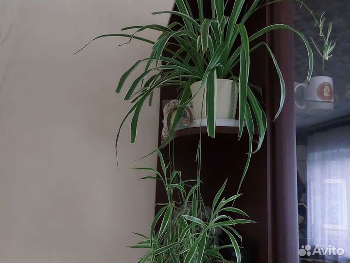 Хлорофитум (цветок-пылесос)