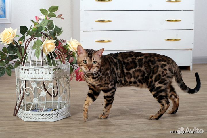 Кот на вязку (Бенгальский)