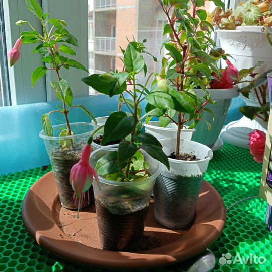 Фуксия сортовая