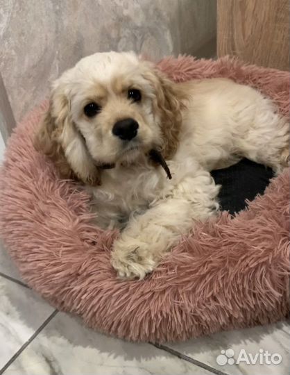 Кокер спаниель вязка