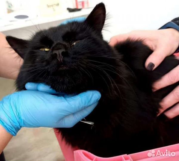 Молоденький котик
