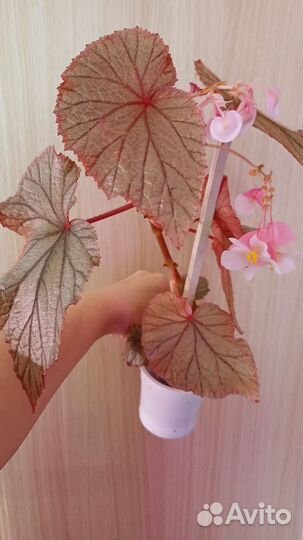 Комнатные домашние растения