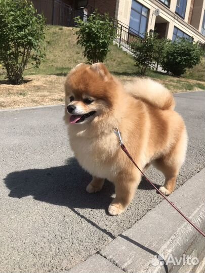 Передержка собак и кошек зоогостиница зооняня