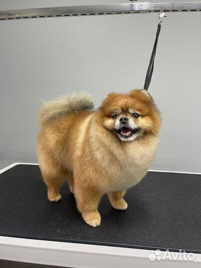 Груминг стрижка питомцев