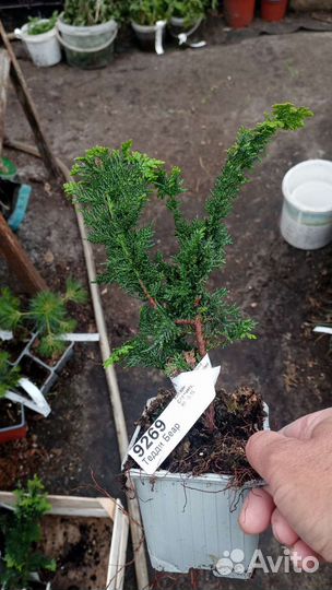 Кипарисовик, тисс, тсуга