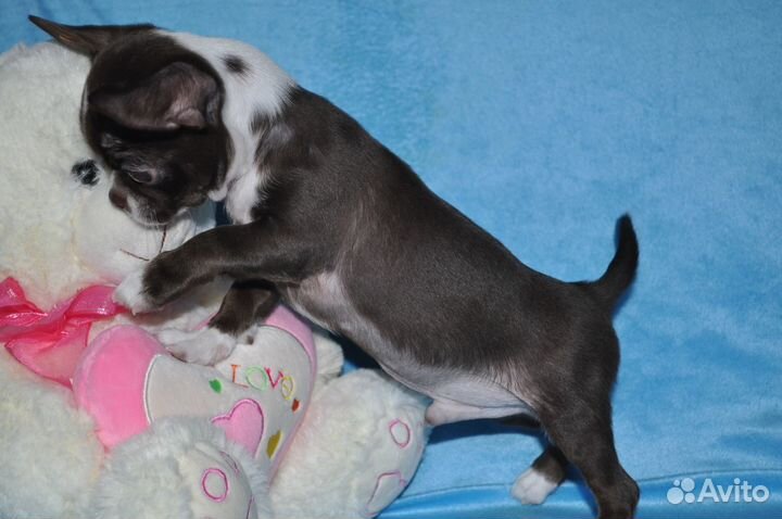 Шоколадный красавчик