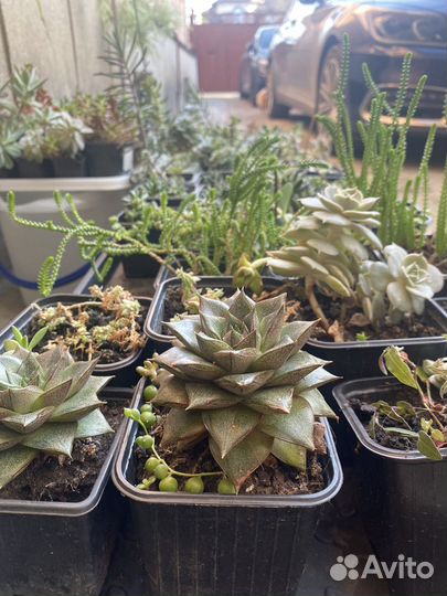 Суккуленты