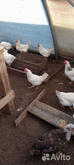 Петушки куры домашние,настоящий вкус