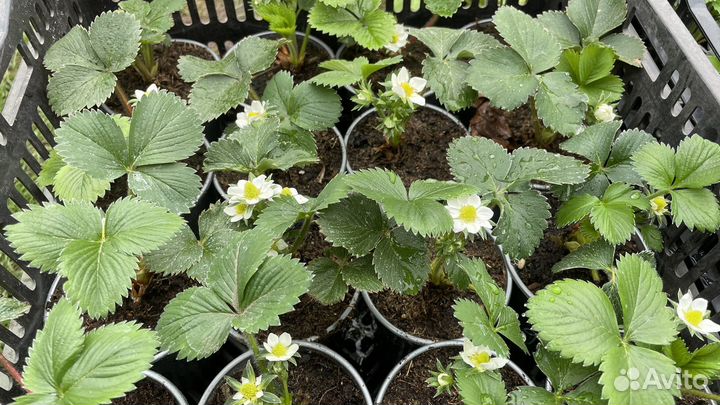 Рассада клубники Альба, азия, клери, Елизавета 2