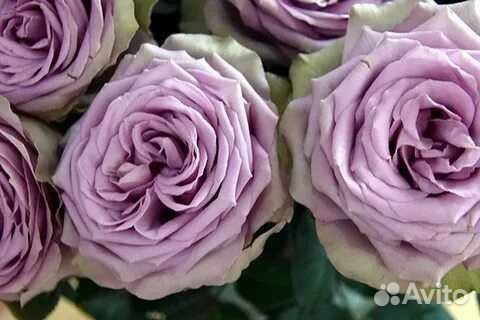 Саженцы розы Тиара