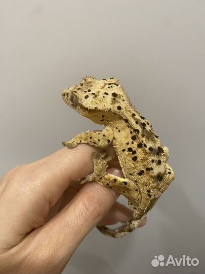 Реснитчатый бананоед