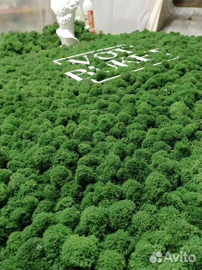 Стабилизированный мох панно