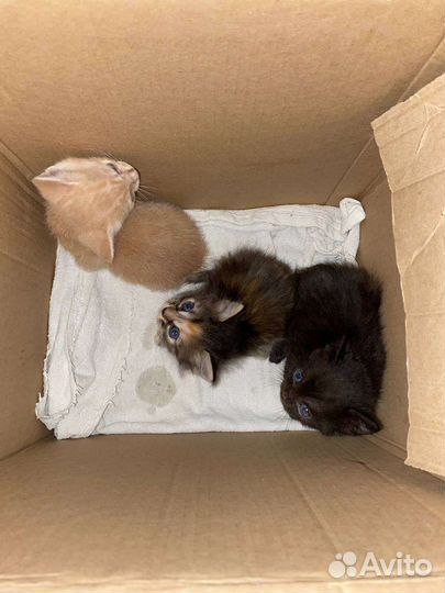 Котята в добрые руки бесплатно