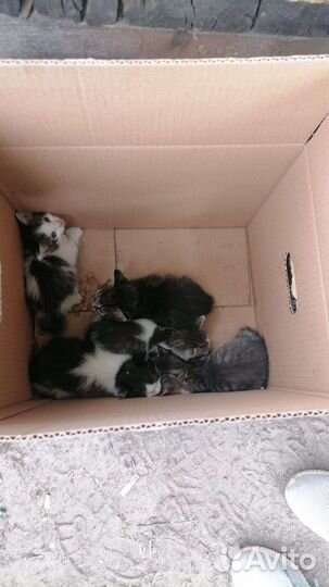 Котята в добрые руки