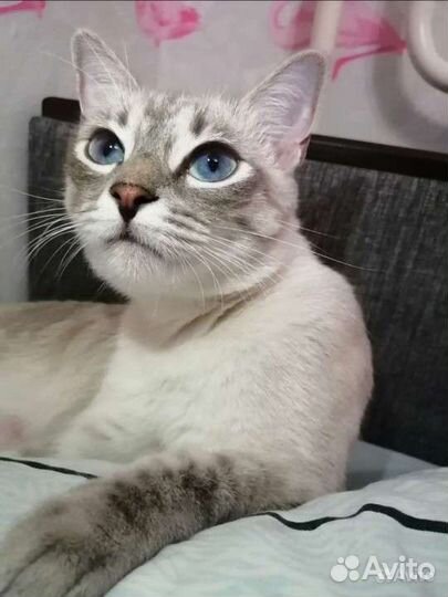 Тайские котята
