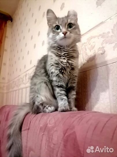 Молодая ласковая кошечка в добрые руки