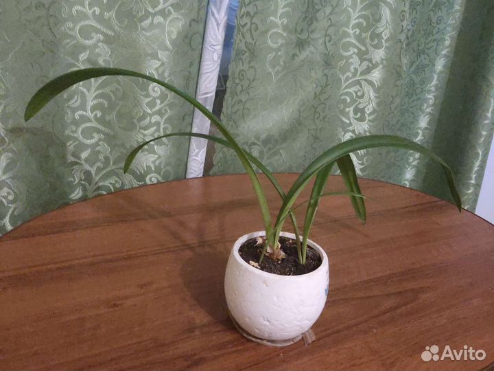 Гиппеаструм(детки)