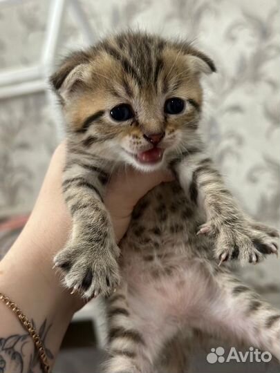 Шотландские котята