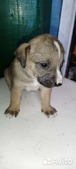 Щенки от лайки