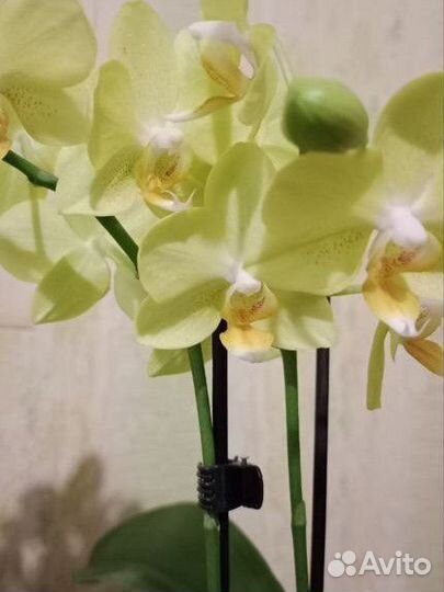 Орхидея фаленопсис