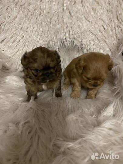 Щенки пекинес с ши -цу два мальчика
