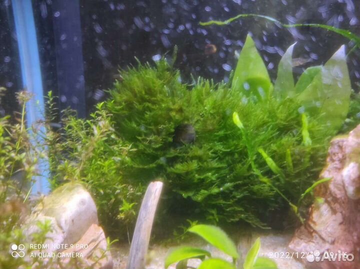 Растения на корягах