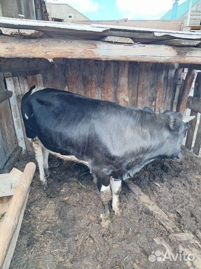 Бык 1г.1 месяц